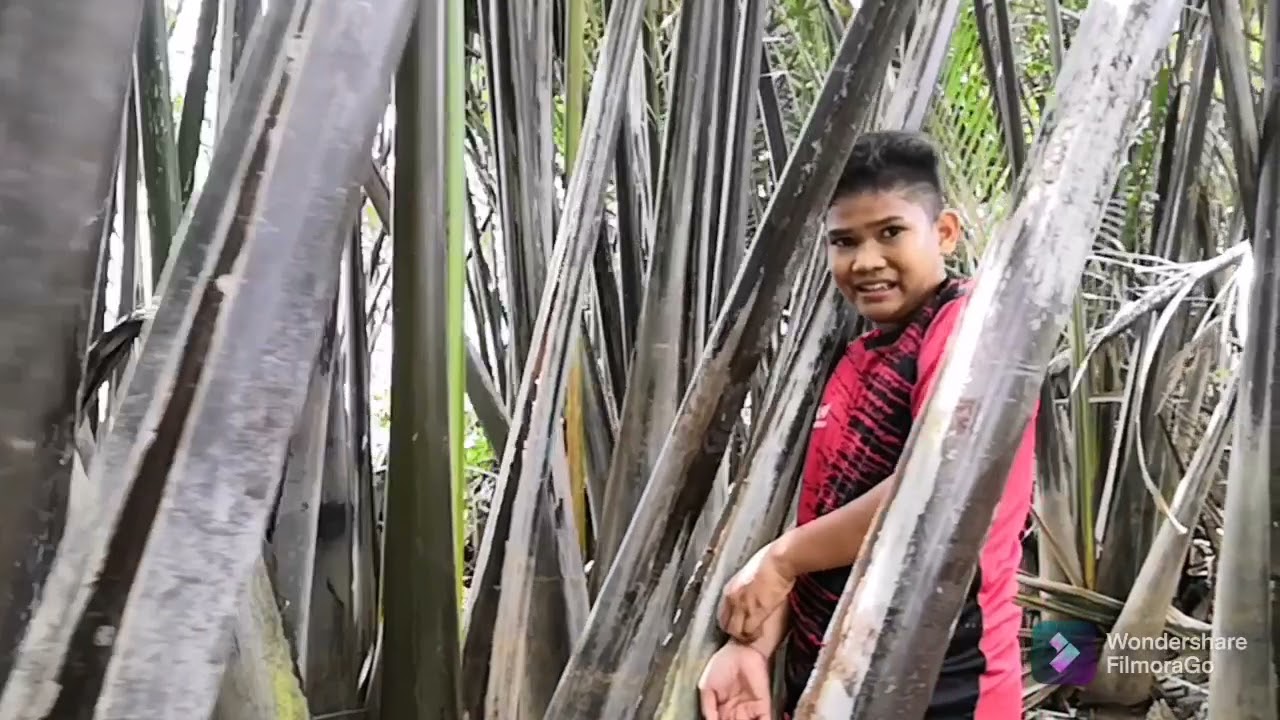 mencari ikan laga / di hutan nipah