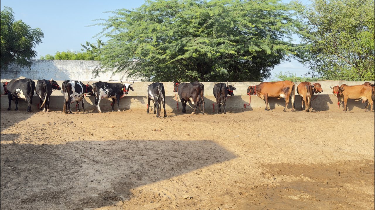 Aamir pathan Kishangarh cow seller aravali dairy  is live 94147-45465 