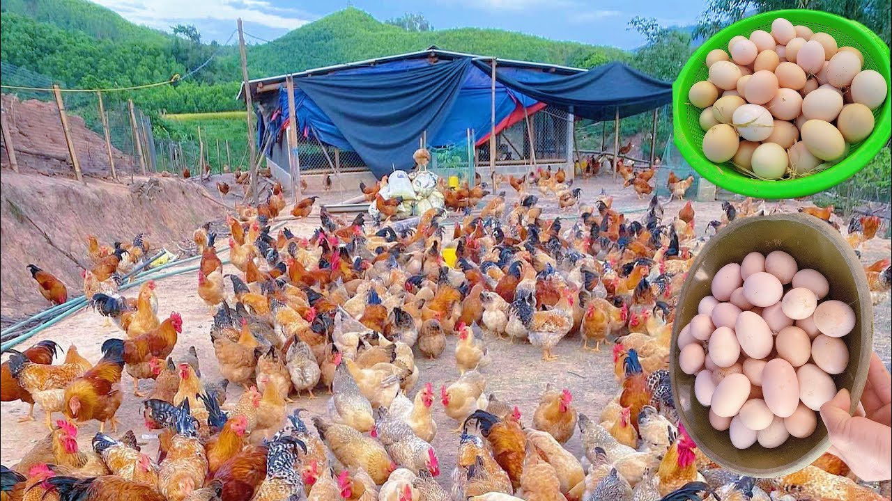 Raising egg-laying hens in rural areas : happy hen, happy farmer  - organic chicken farm