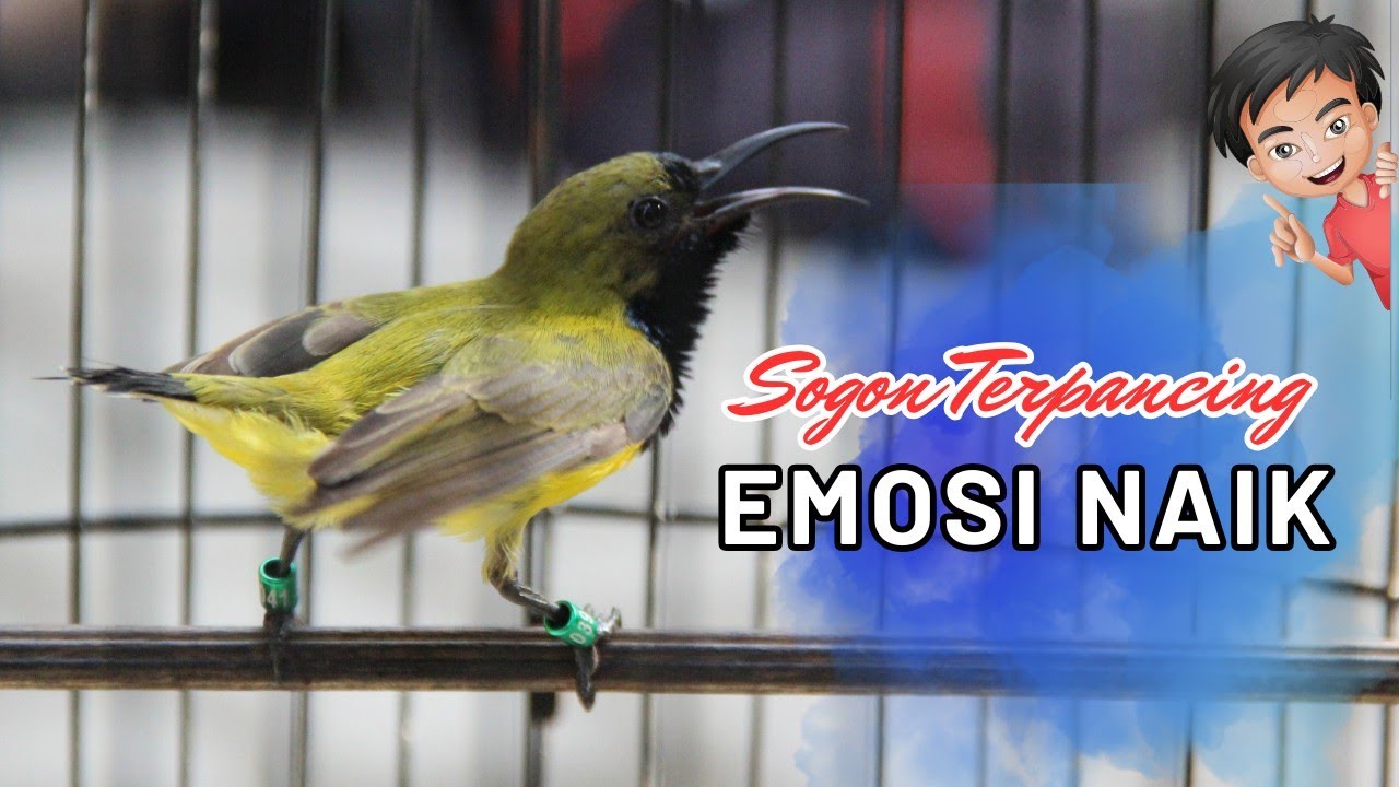 SOGON GACOR SPESIALIS MEMANGGIL SOGON LIARAN AUTO CEPAT TERPIKAT