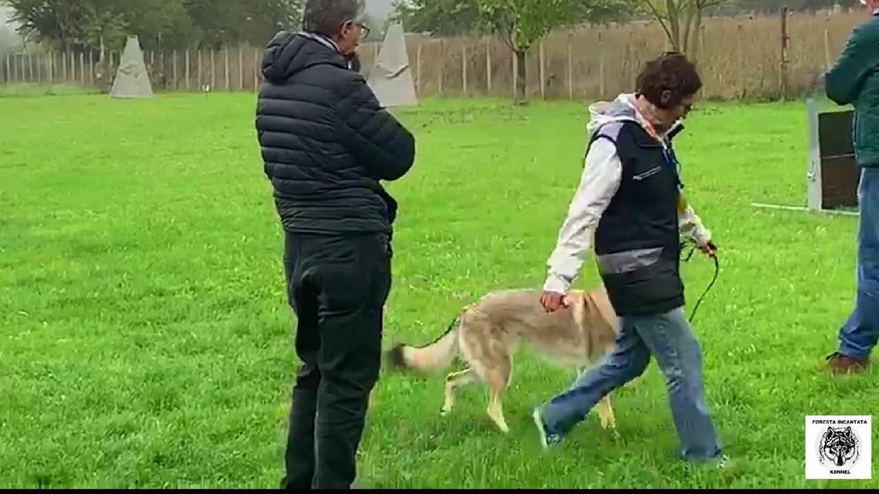 CANE LUPO CECOSLOVACCO-ALL. FORESTA INCANTATA Acqui Terme BH
