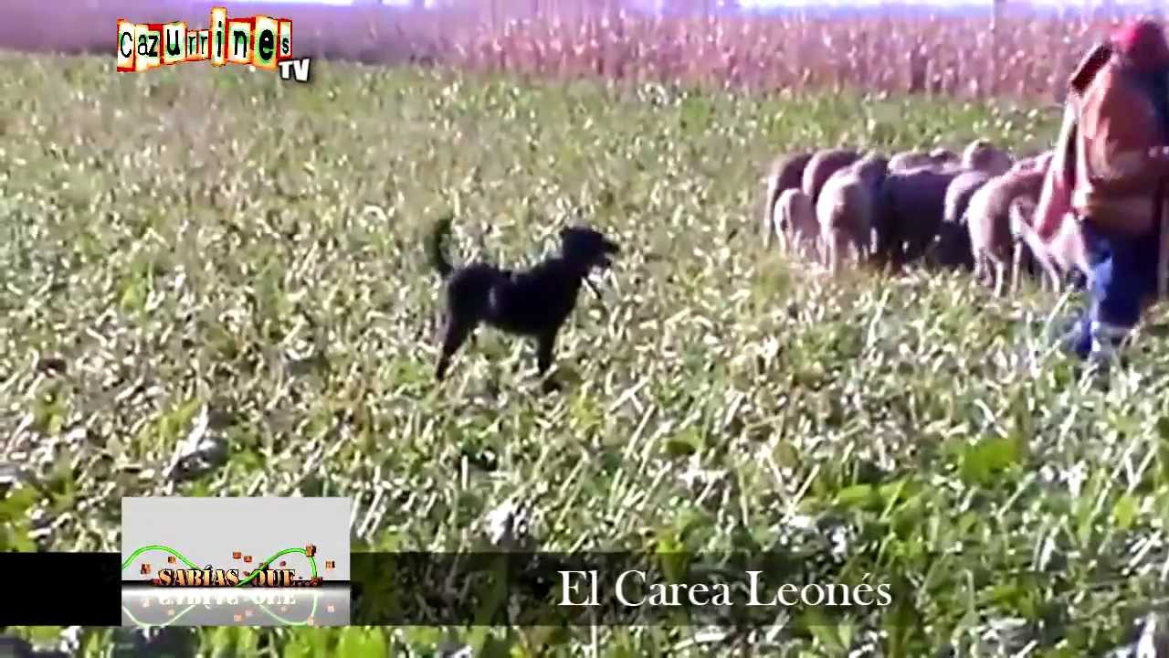 SABÍAS QUE... El Carea Leonés EN CAZURRINES TV