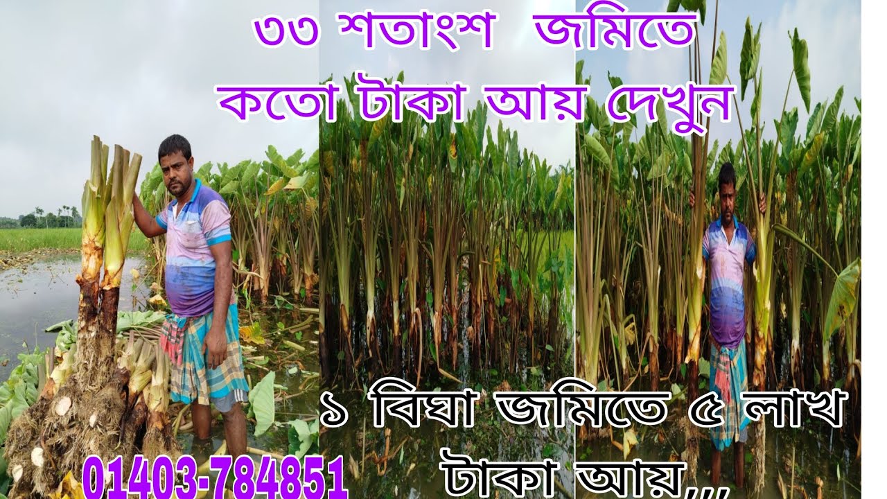১ বিঘা জমিতে ৫ লাখ টাকা আয়,,কচু চাষ পদ্ধতি কচু বরো এবং লতি হয় নাটোর এর বোম্বাই কালো #farming #কচ