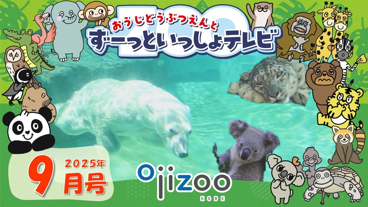絶滅危惧種について考えてみよう！ホッキョクグマ・ユキヒョウ・コアラ【＃30  おうじどうぶつえんとずーっといっしょテレビ】（2025年9月放送）