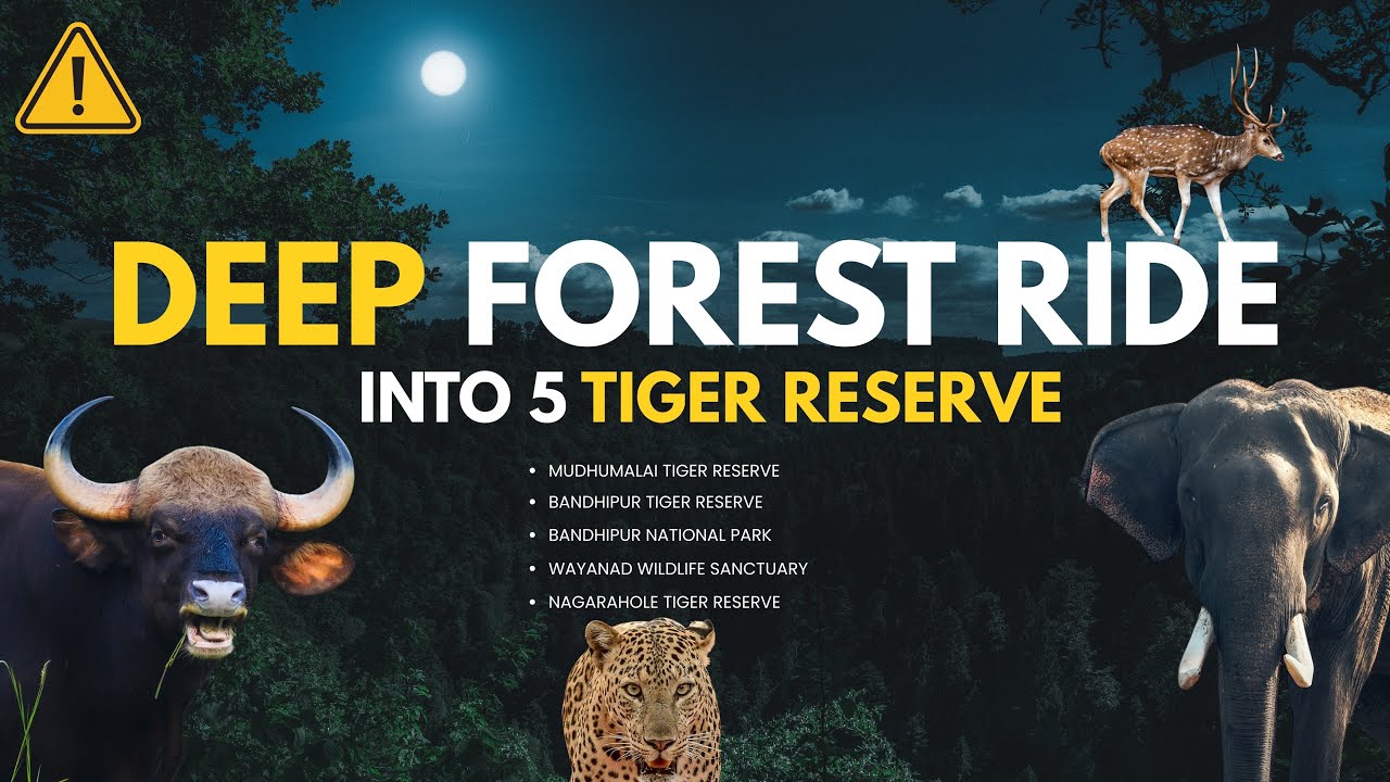 Deep Forest Ride Into Five Tiger Reserve, Wild Animals Spotted #wildlife