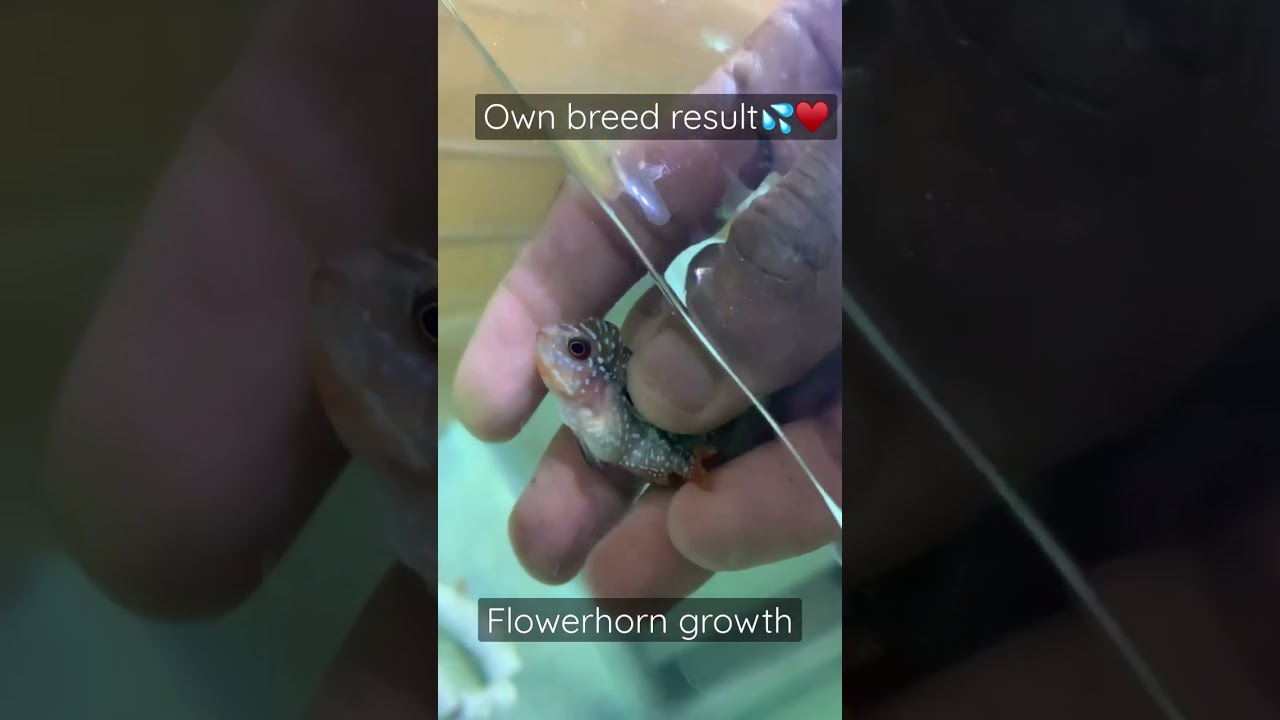 Breeding update🫶#update #breeder #flowerhorn #srdflowerhorn #breeding #flowerhornbreeding #growth