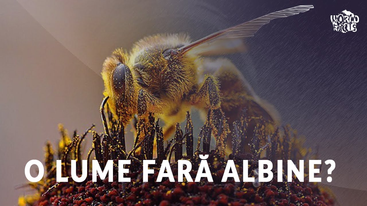 Daca albinele ar disparea?