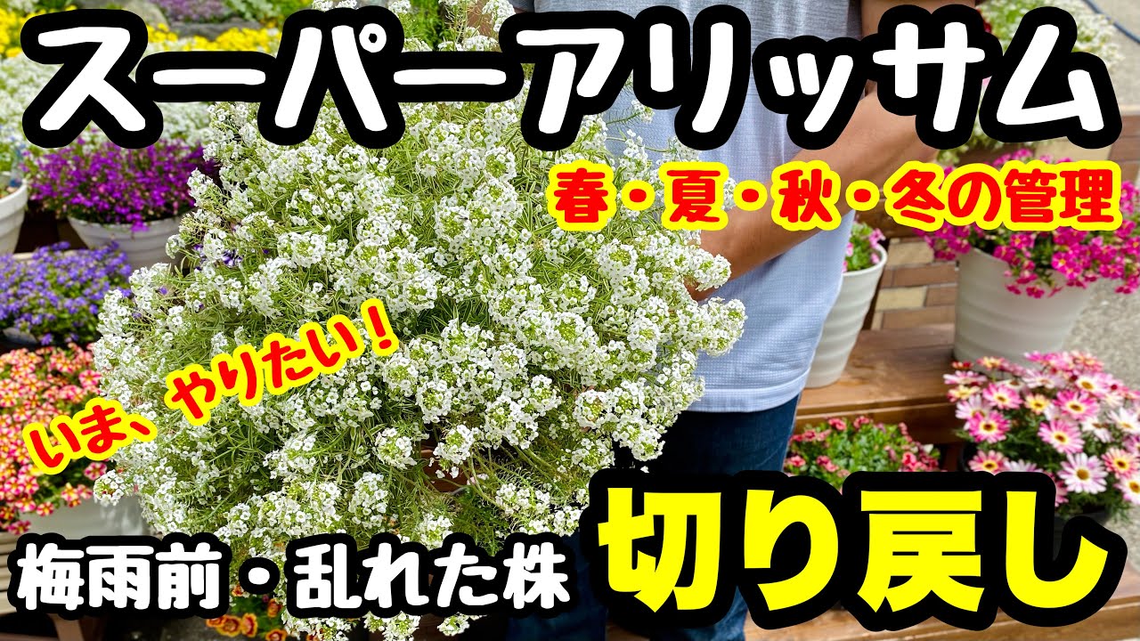 ■『スーパーアリッサム』の切り戻し❣️梅雨前，乱れた株のリフレッシュ🌱