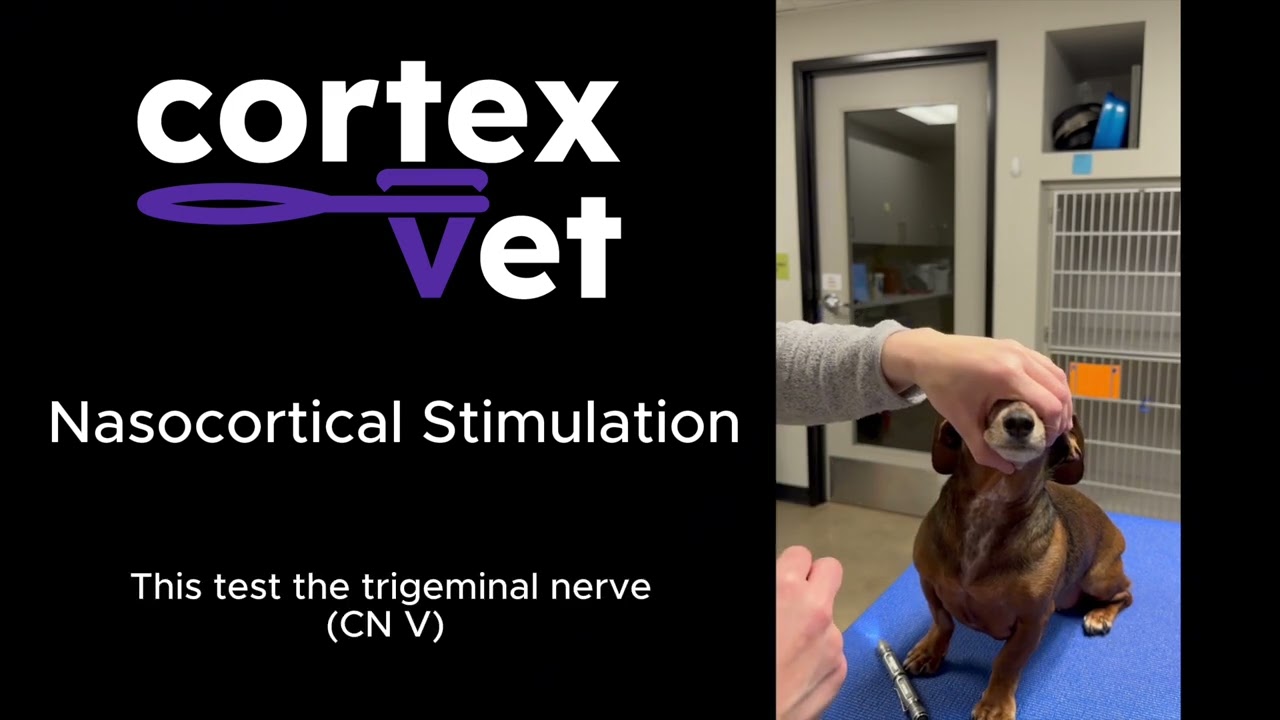 Nasocortical Response - CortexVet