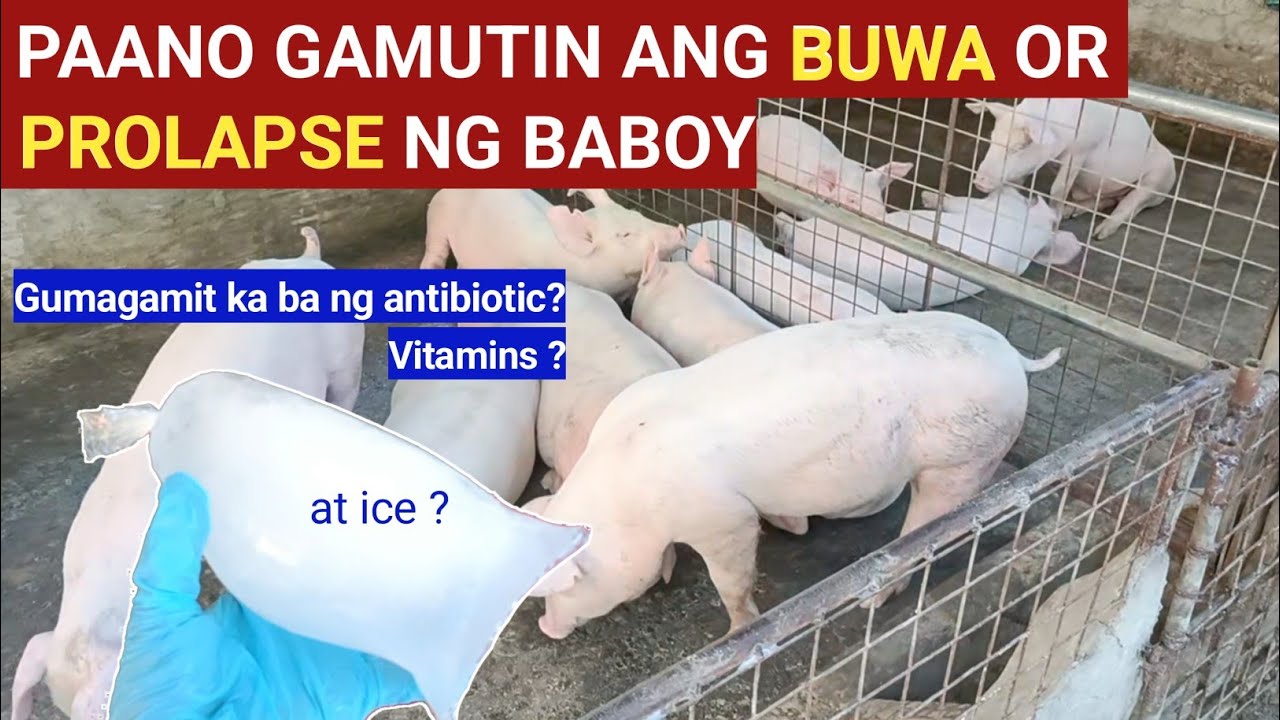 Paano gamutin ang buwa o prolapse ng baboy l Dodong Villaran