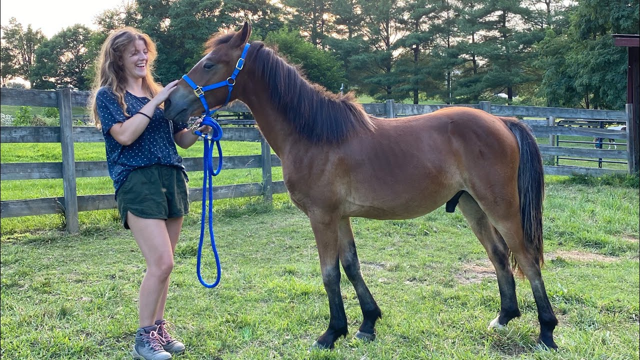 Baby Horse Transformation ❤️