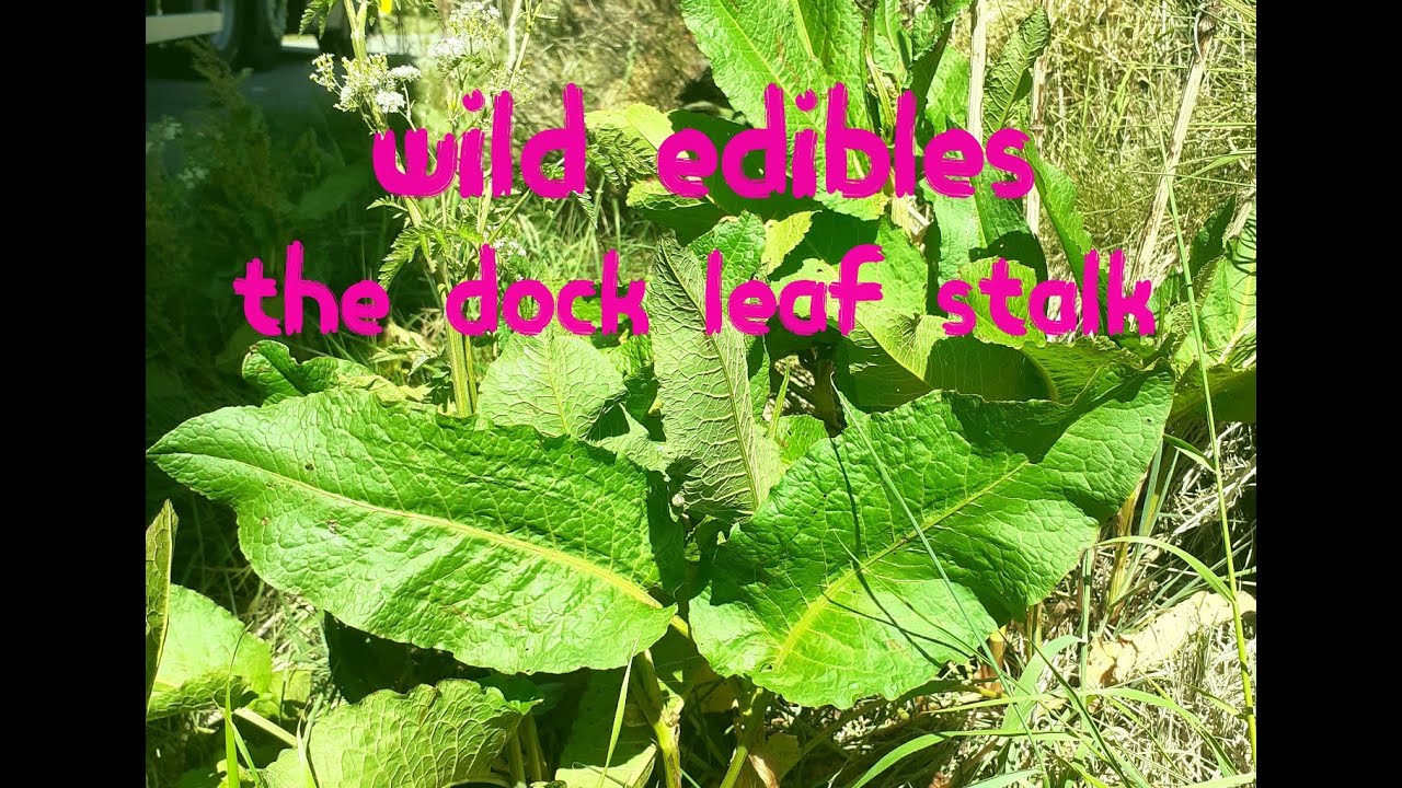 the dock leaf stalk cooked and eaten / wild edibles