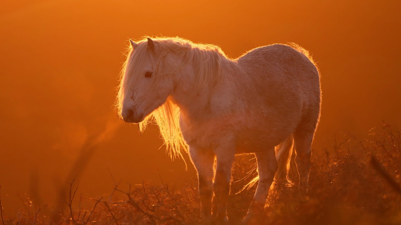 Wild ponies of the Long Mynd | Shropshire stock footage - Sony 200-600mm Lens