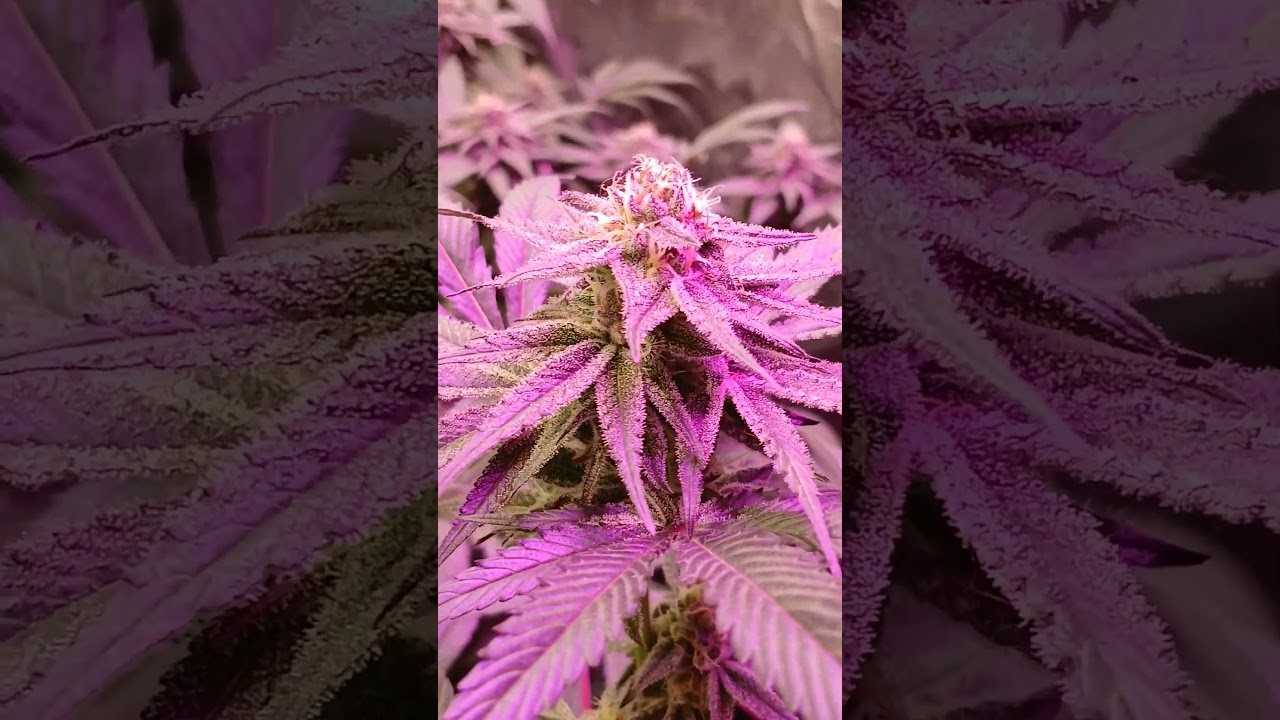 Indoor Oreeoz 1.0 pure Michigan 3rd coast genetics