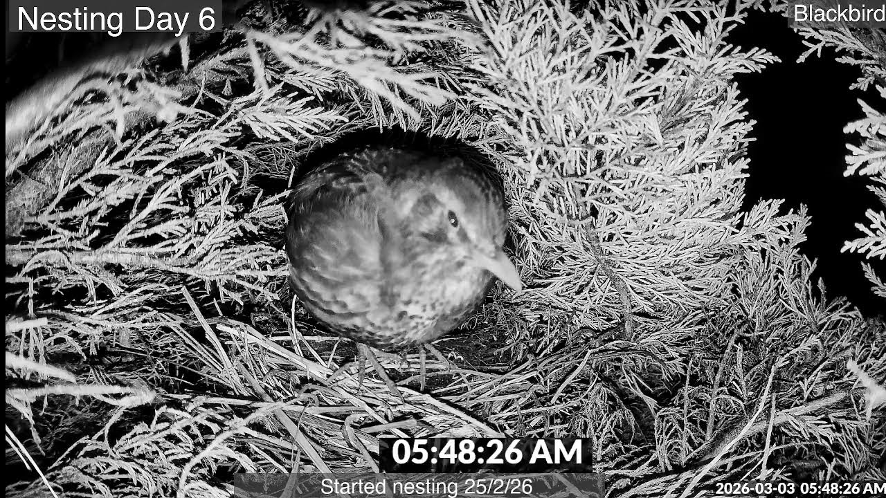Blackbird Nesting -  Nightwatch 6 - Part 2