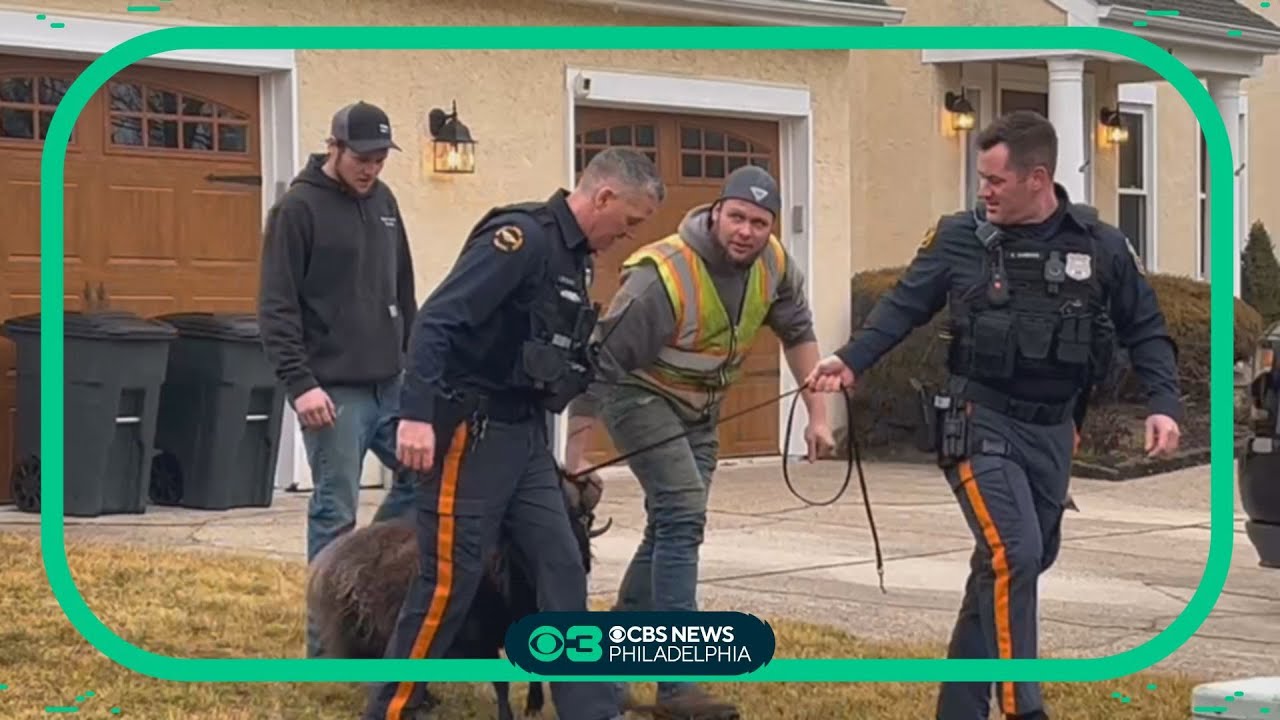 Exclusive video: Runaway ram captured in Mount Laurel, New Jersey