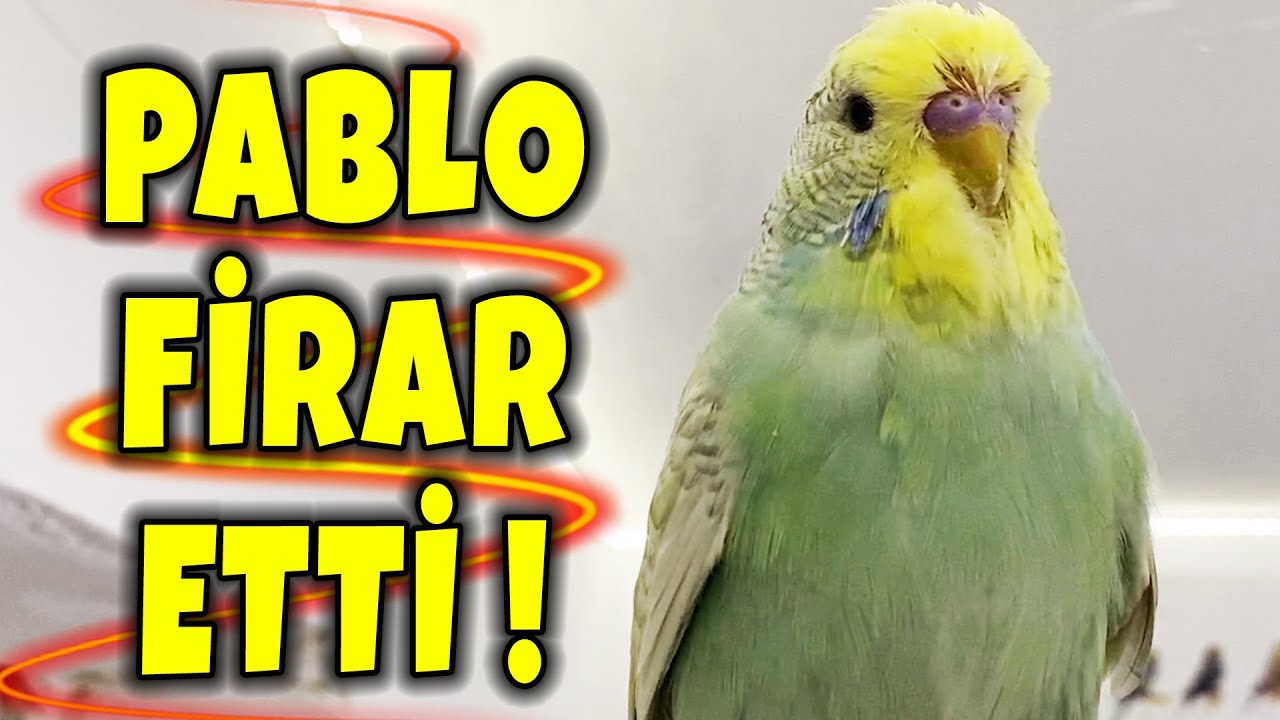 PABLO KÜMESTEN KAÇTI ! KAÇAK MUHABBET KUŞU
