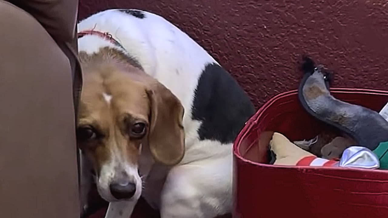 Lab dog's heartbreaking response to love