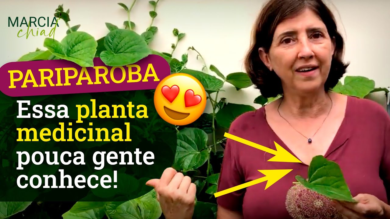 PARIPAROBA OU CAAPEBA ORNAMENTAL E COMEST&Iacute;VEL- Horta em Casa | Marcia Chiad