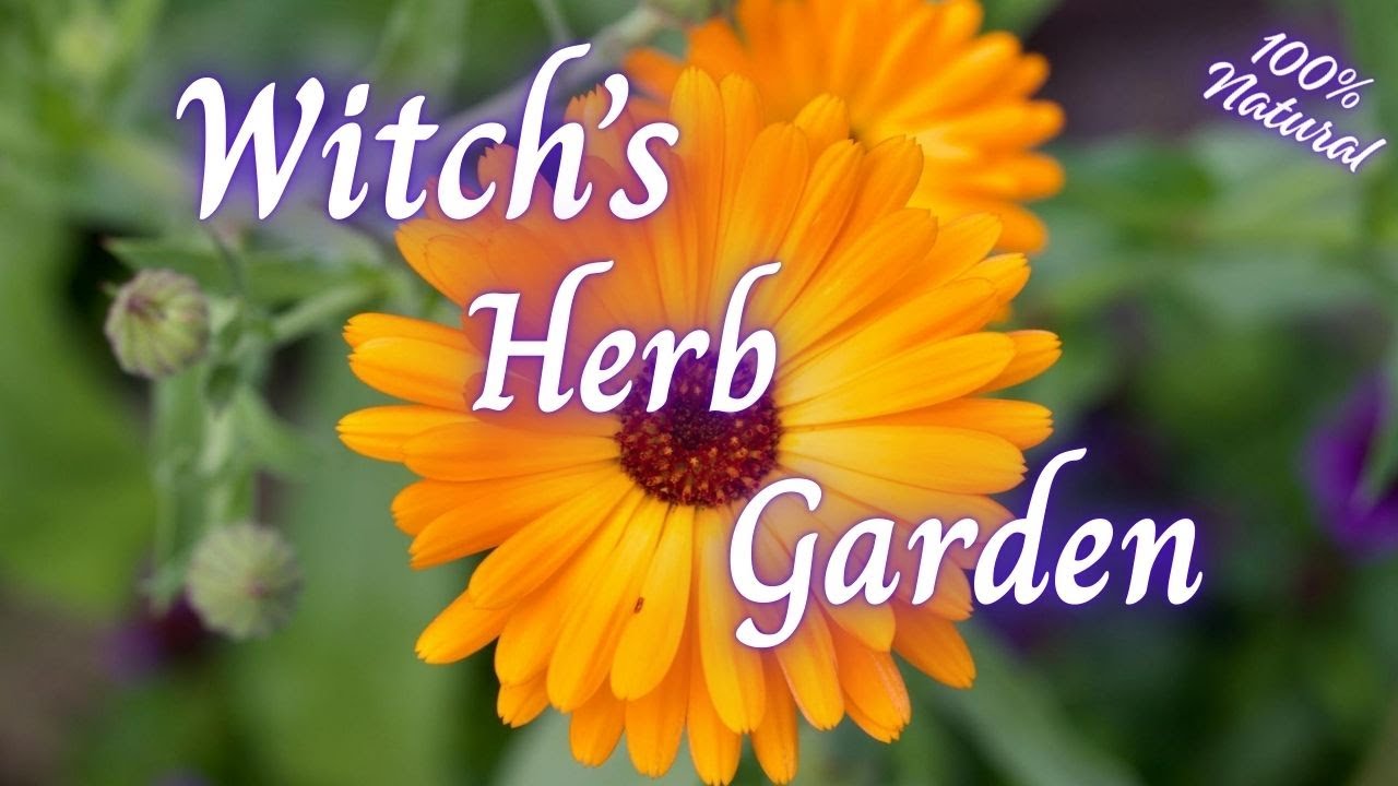The Witch’s Herb Garden – Ancient Plants for Magic & Healing