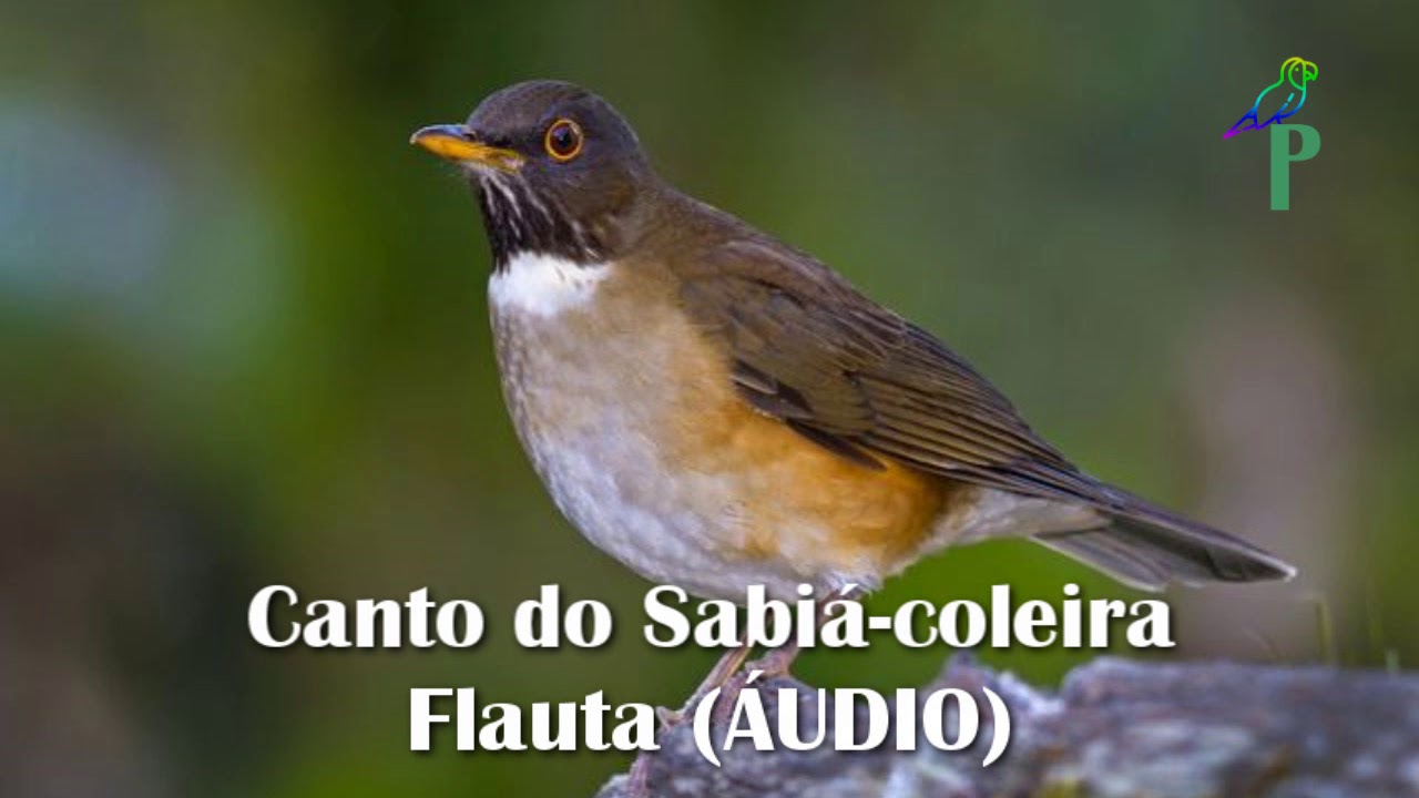 Canto do Sabiá-coleira Flauta (ÁUDIO)