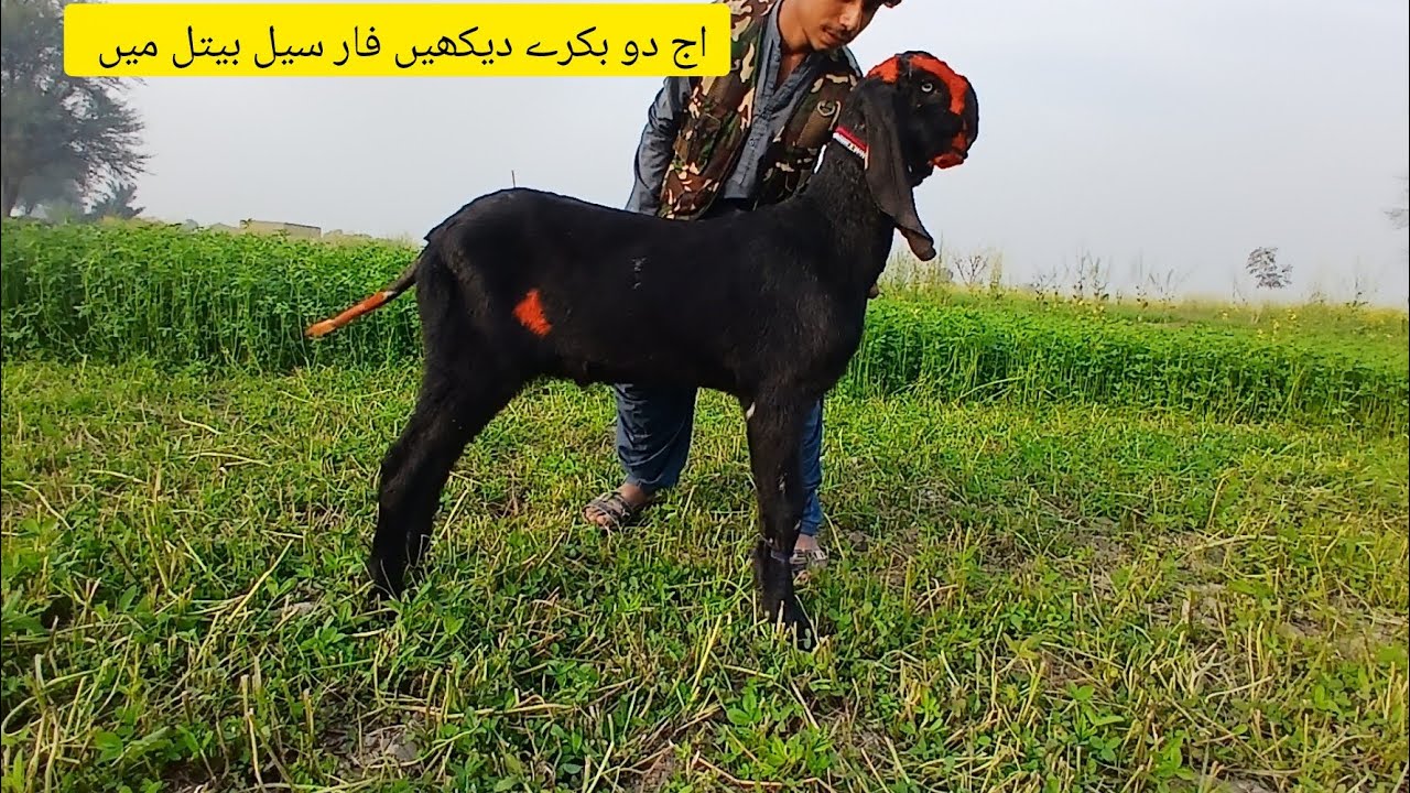 خورشید گوٹ فارم راجن پور اج کے دو میل دیکھیں فار سیل 