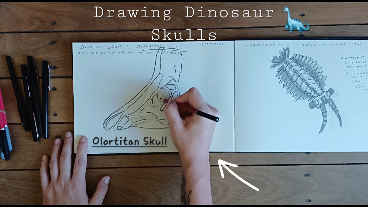 Drawing Dinosaur Skulls - Drawing Session | Creativehailes