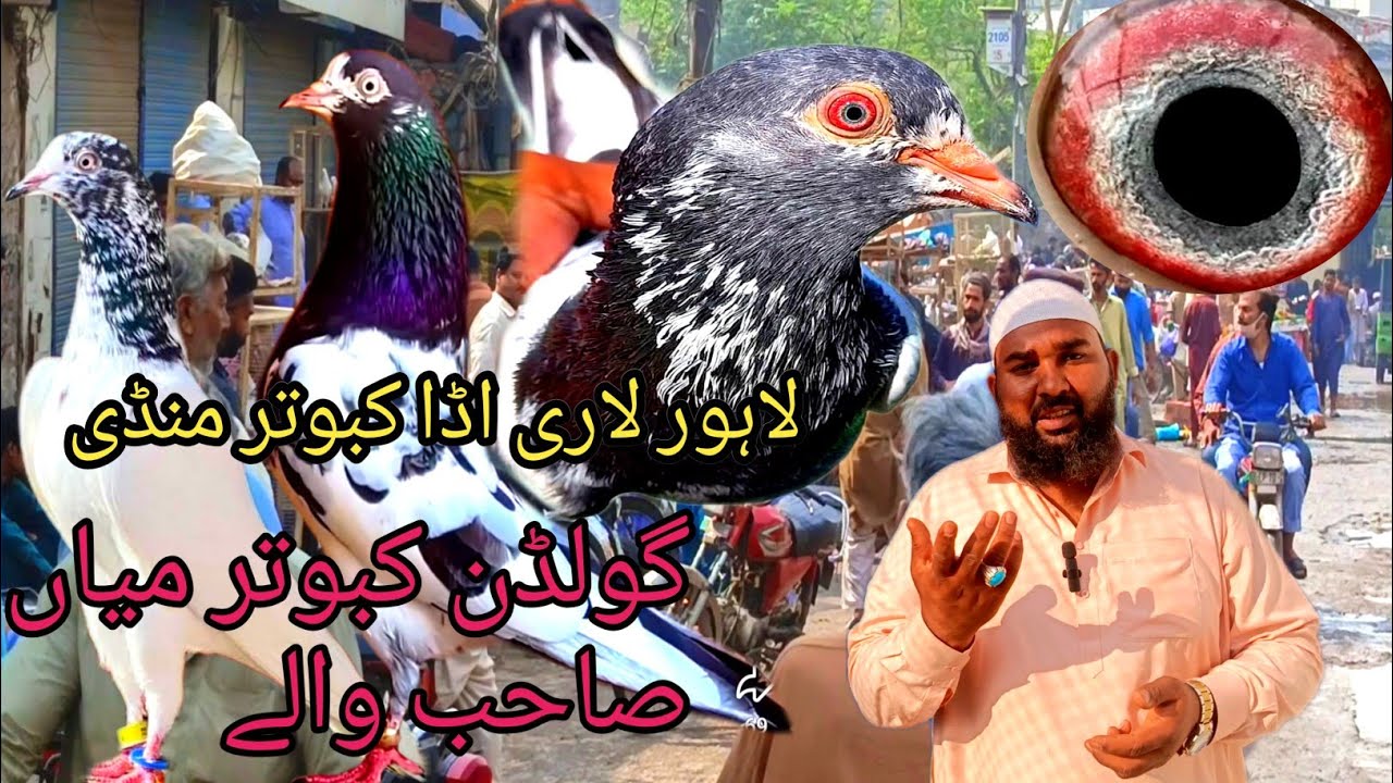 Lahore Lari Ada Kabootar Mandi Golden🤫🤗 Kabootar Taddy Kabootar Sunday Market Update 