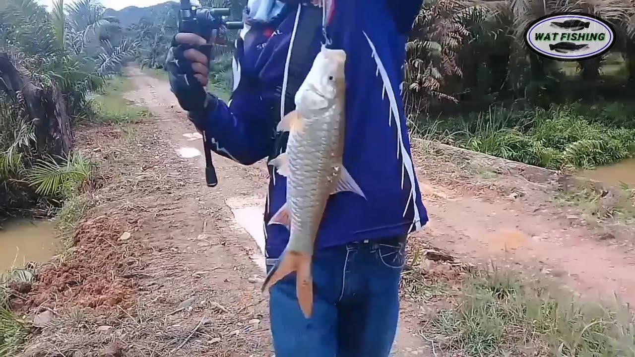 TAK MENYANGKA DI SETIAP GORONG² SUNGAI INI JADI HUNIAN HAMPALA BESAR