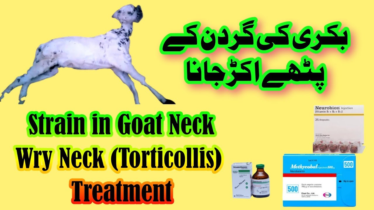 Bakri ki Gardan k Pathy Akarr Jana, || Wry Neck or Torticollis Treatment