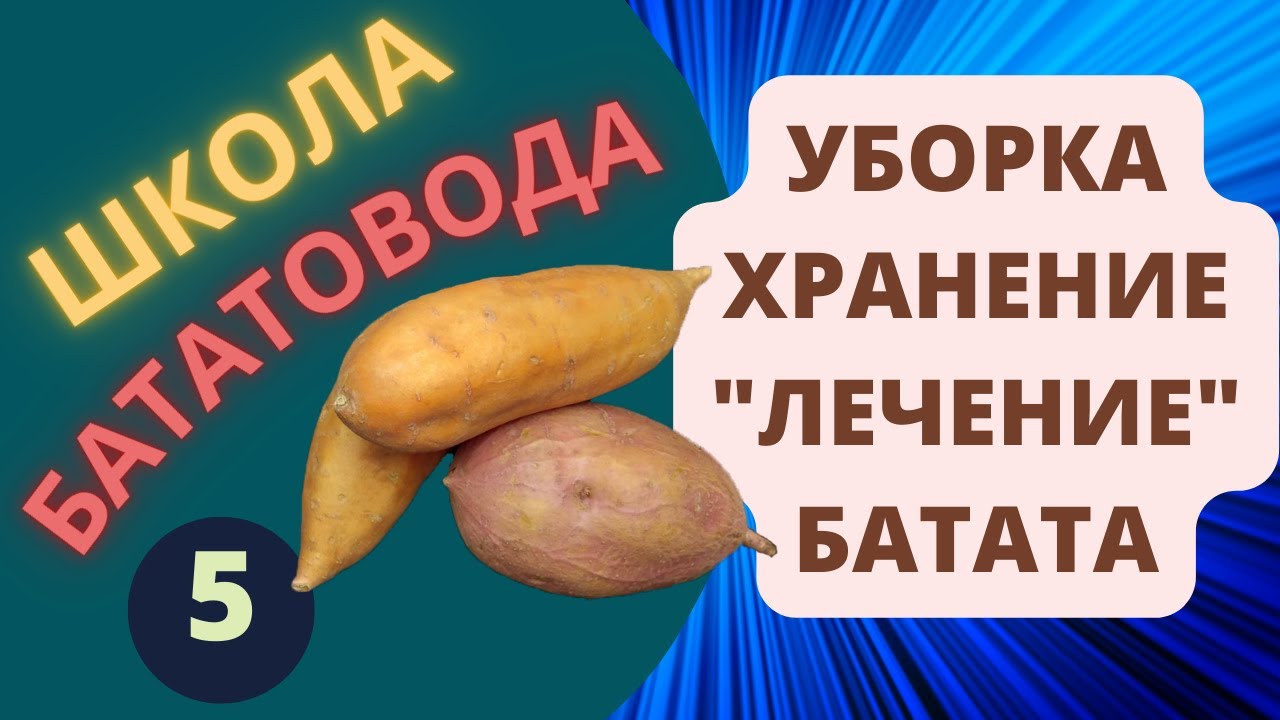 Уборка Хранение Лечение батата ШБ 5