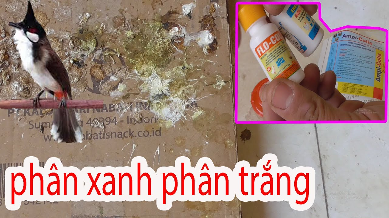 cách điều chị chim bệnh TIÊU CHẢY PHÂN XANH PHÂN TRẮNG hiệu quả nhất
