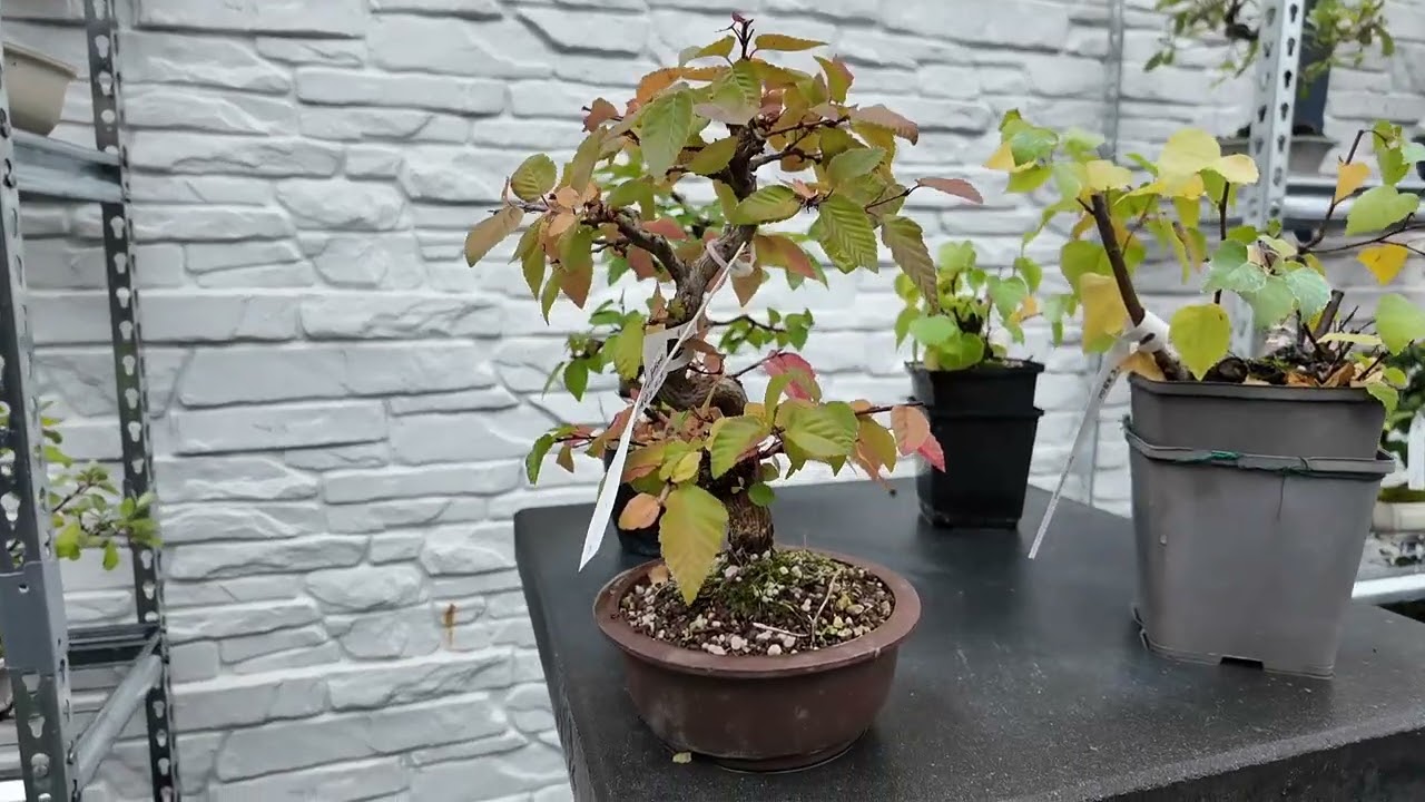 Rundgang im Bonsai-Garten, Oktober 2025 bei Black Label Bonsai