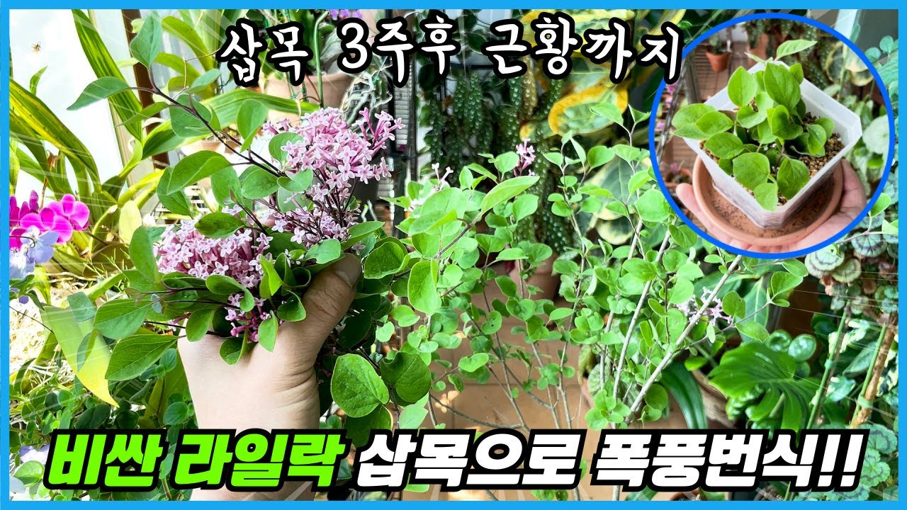 라일락 100% 삽목 성공하는 방법과 3주후 근황!! 5월이 가기 전에 해야하는 라일락 번식!!
