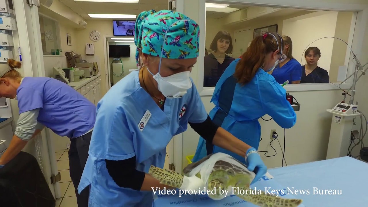 UF veterinarians perform groundbreaking electrochemotherapy on two Florida sea turtles