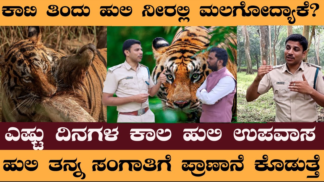 ಕಾಟಿ ತಿಂದು ಹುಲಿ ನೀರಲ್ಲಿ ಮಲಗೋದ್ಯಾಕೆ? ಎಷ್ಟು ದಿನಗಳ ಕಾಲ ಹುಲಿ ಉಪವಾಸ #NaveenRawath #Tiger #Nagarahole