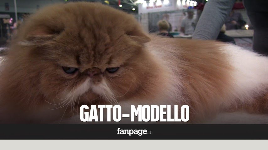 I gatti più belli in mostra a Roma: c'è anche il più grande del mondo