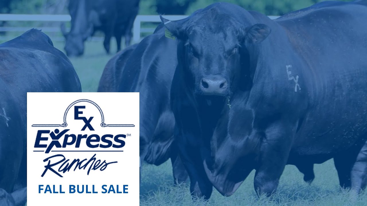 Elite Angus Genetics | Express Ranches Fall Bull Sale | October 6, 2025