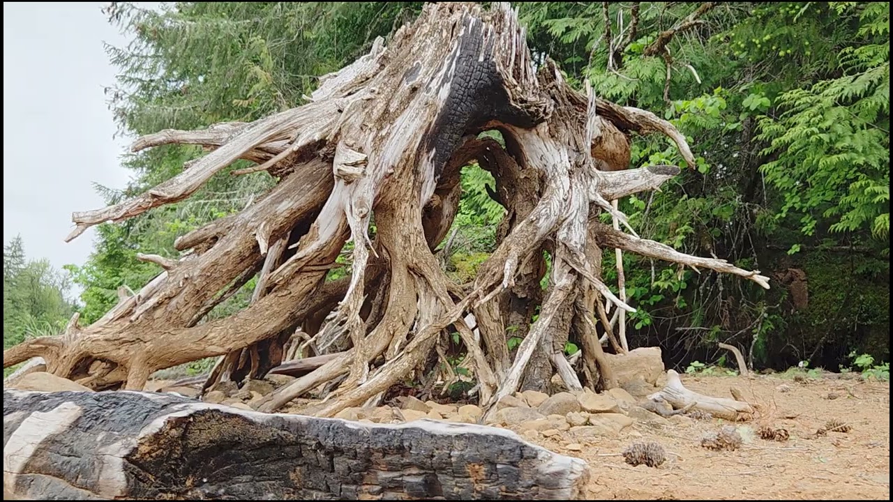 Enchanting Old Roots