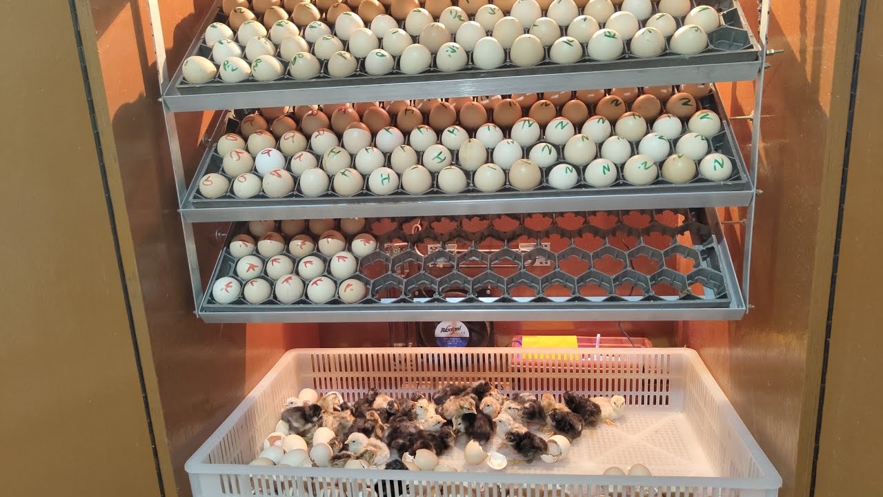 500 eggs fully automatic incubator tamilnadu #incubator #incubatorintamil #incubatornamakkal