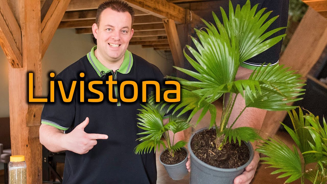 Tips voor de verzorging van je Livistona Rotundifolia (Waaierpalm)