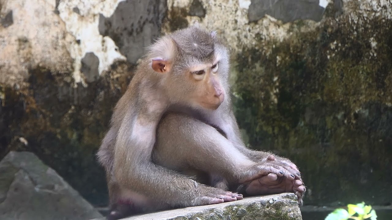 Baby Monkey Leo getting Milk From Mommy