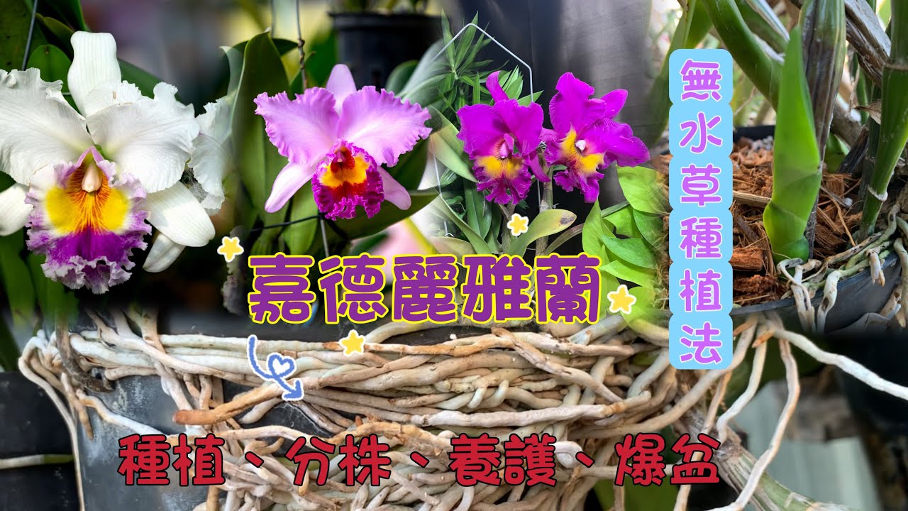 【＃嘉德麗雅蘭】分株繁殖 開花爆盆養護技巧｜＃無水草種植｜施肥日照養護方法｜卡多利亞蘭   Cattleya labiata「蘭花中的女王」