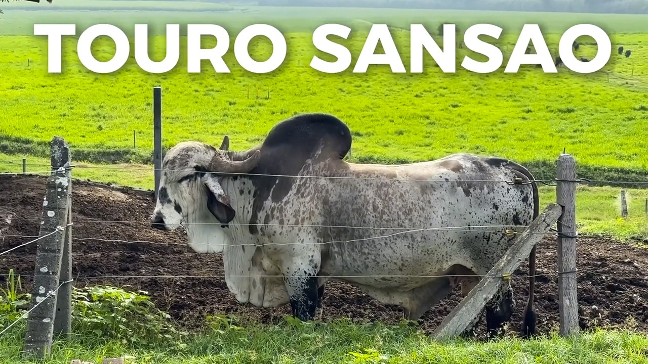VACA PRODUJO MÁS DE 50.000 LITROS DE LECHE - EL EMPEDRADO 🇨🇴