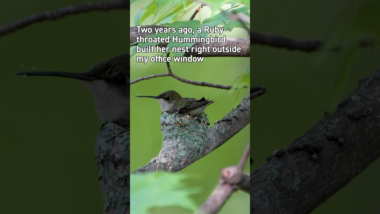 Ruby-throated Hummingbird Nesting Habits  #birds #wildlife #hummingbird #birdsnest