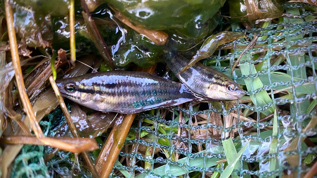 How to catch beautiful fish’s 🐟🌿 in the small pond, shrimps, small fish #survival #skills 