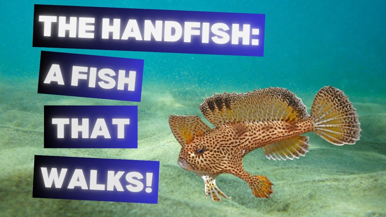 The Handfish - A Fish That Walks!