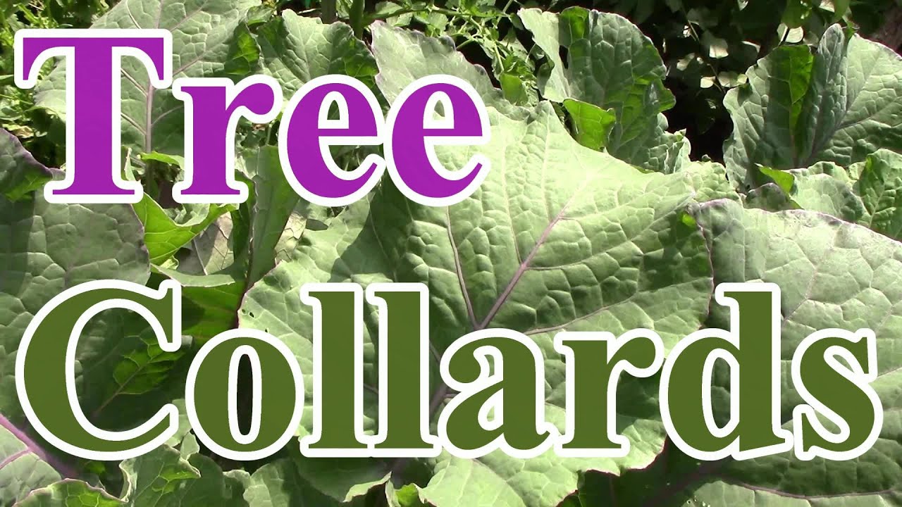 Not in Your Grocery Store #2: Tree Collards (Preserving Food Biodiversity)