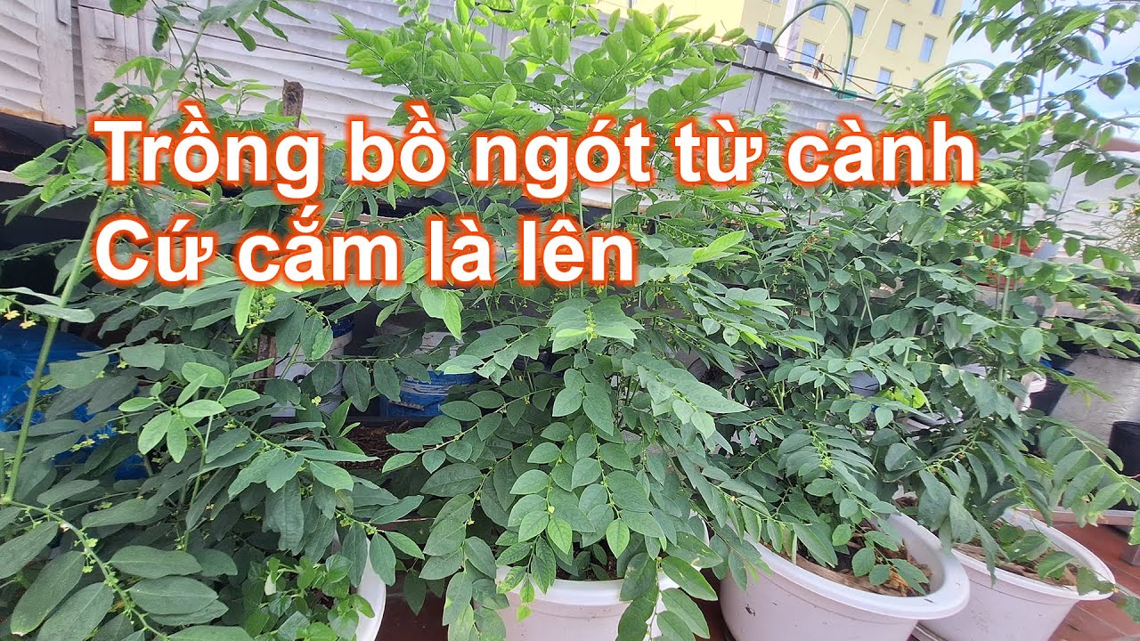 Mẹo giâm cành bồ ngót sống 100% | LAN Garden #84