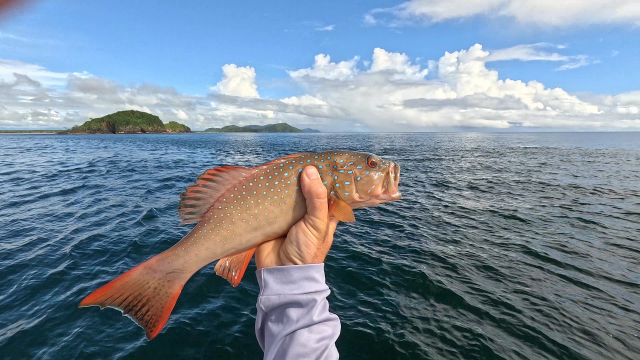 Hunting for coconuts, coral trout and island paradise!
